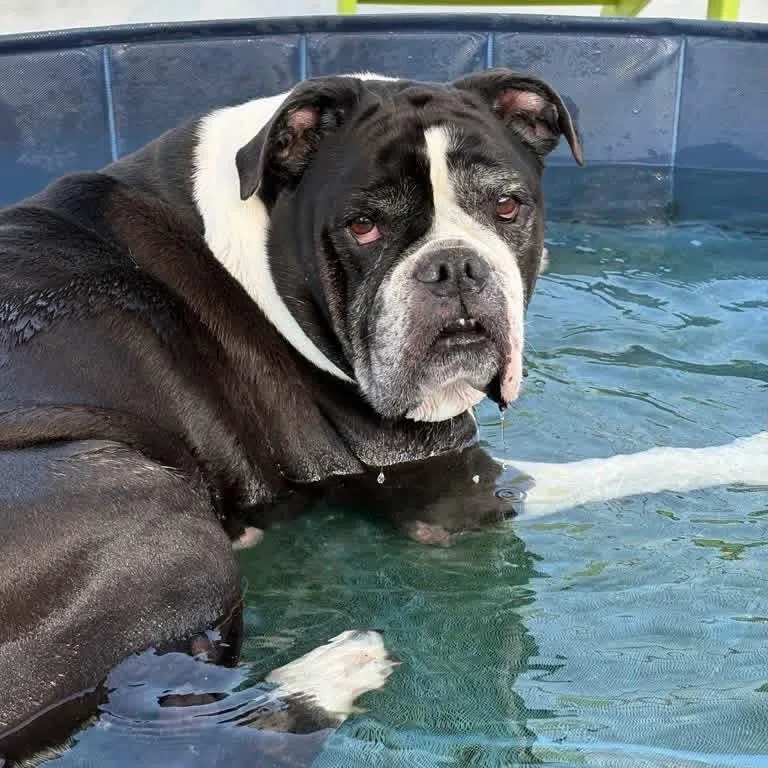 A senior large-sized female Bulldog dog named Cookie for adoption in New Orleans, LA
