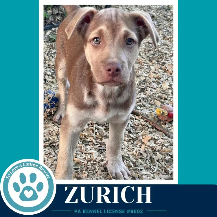 Zurich