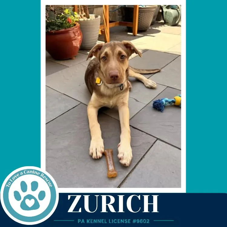 Zurich thumbnail 2