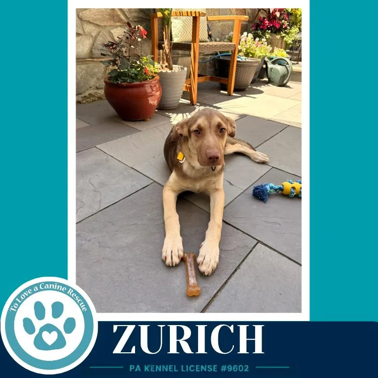 Zurich thumbnail 3