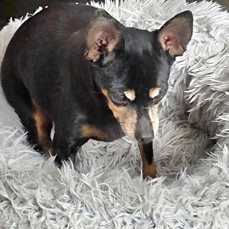 A senior small-sized female Black Miniature Pinscher dog named Penny for adoption in Tunkhannock, PA