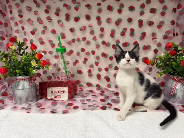 A baby small-sized female Domestic Short Hair cat named Tina for adoption in Fairfield, CA