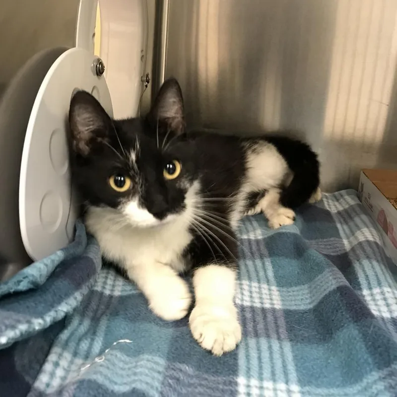 A young medium-sized female Black Domestic Short Hair cat named Harriet for adoption in Newark, NJ