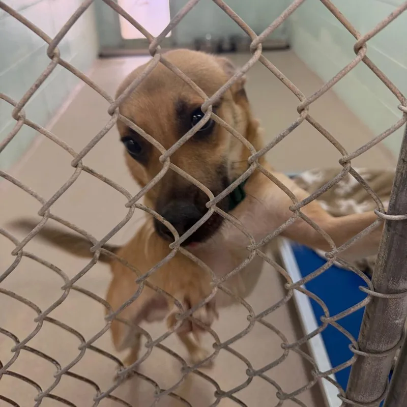 Paco