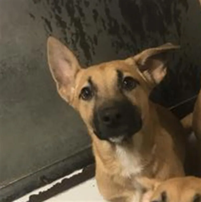 A baby small-sized female Belgian Shepherd / Malinois dog named Jiggle for adoption in Conroe, TX