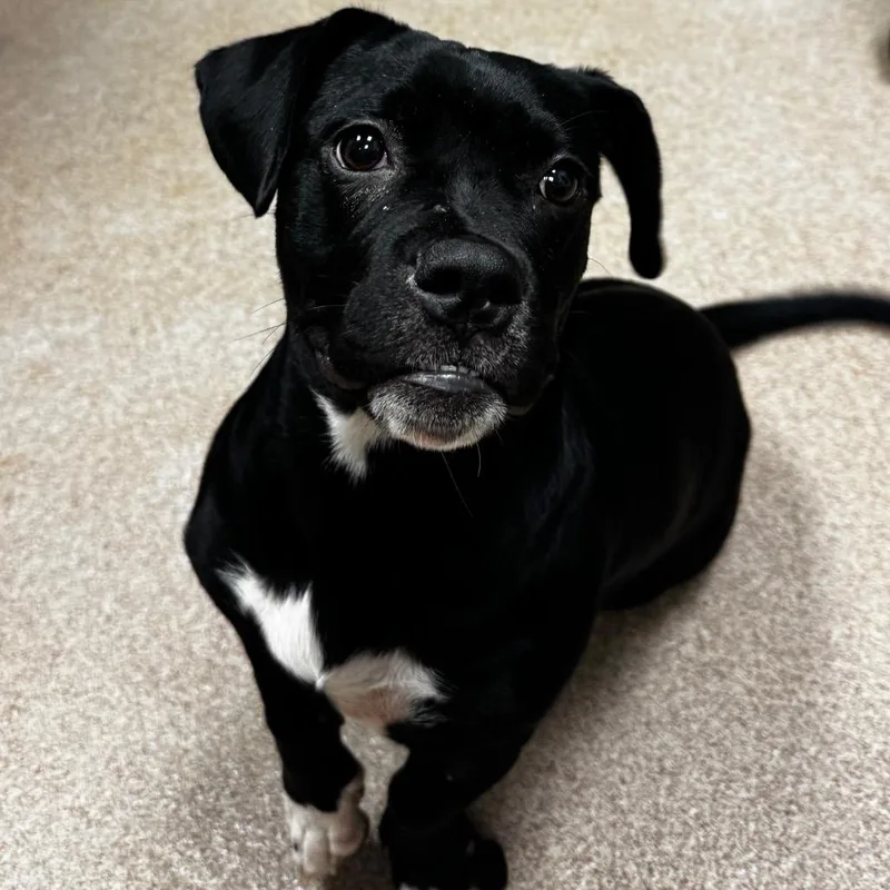 A young medium-sized female Black Pug dog named Penelope for adoption in Hinesville, GA