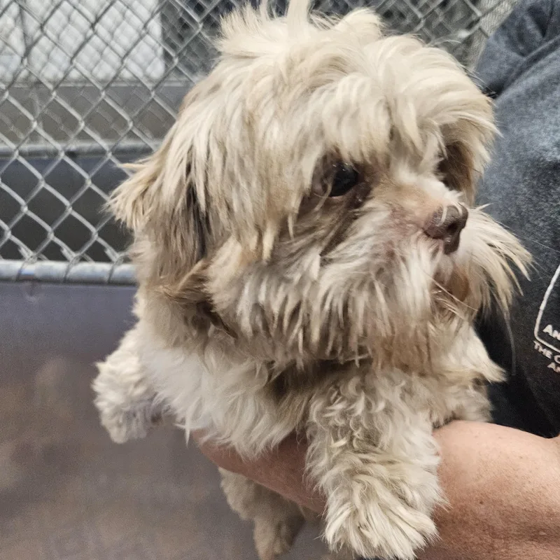 An adult small-sized female Shih Tzu dog named Rhetta for adoption in Kalamazoo, MI
