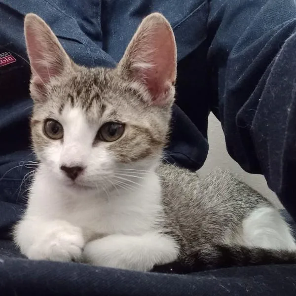 A baby small-sized female Domestic Short Hair cat named Flammulina for adoption in Dublin, CA