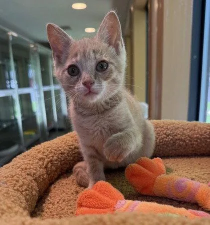 A young small-sized male Buff / Tan / Fawn Domestic Short Hair cat named Hiccup Horrendous Haddock III for adoption in Midland, VA