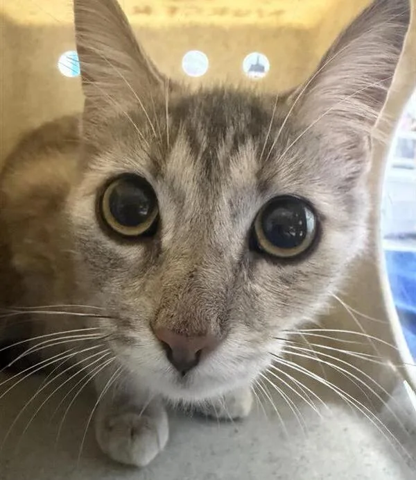 A young medium-sized female Domestic Short Hair cat named Melody for adoption in Escondido, CA