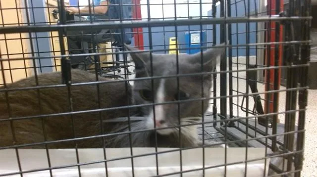 A young small-sized male Domestic Short Hair cat named Riker for adoption in Miami, FL