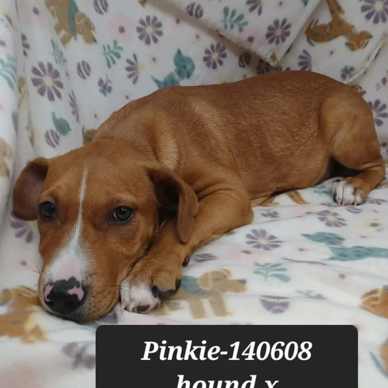 A baby small-sized female Hound dog named Pinkie for adoption in New Tazewell, TN