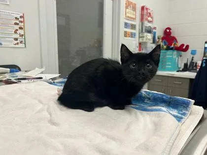 A baby small-sized male Black Domestic Short Hair cat named Goonts for adoption in Kansas City, MO