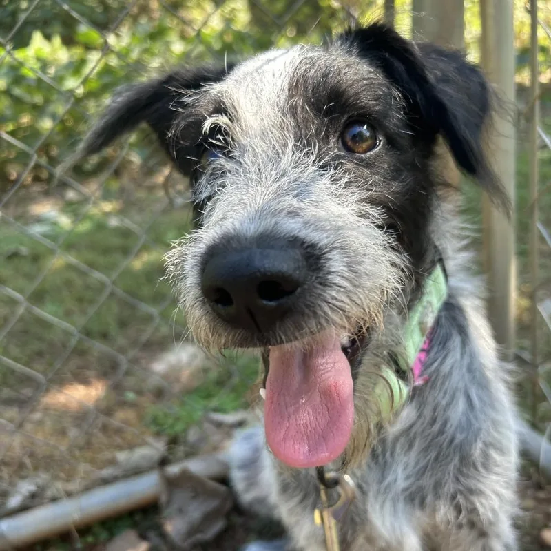 A young medium-sized female Black Mixed Breed dog named Slinky for adoption in Auburn, AL