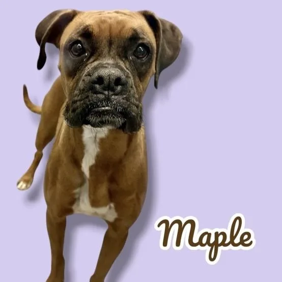 An adult medium-sized female Brown / Chocolate Boxer dog named Maple for adoption in Scottsdale, AZ