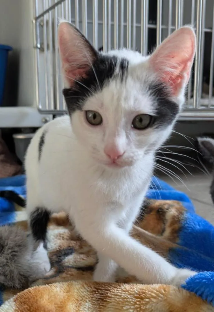 A baby medium-sized female White Domestic Short Hair cat named Zoey for adoption in Eureka, CA