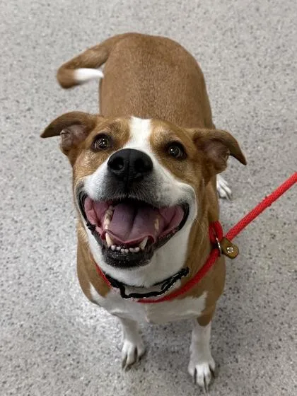 An adult large-sized female Pit Bull Terrier dog named Buttercup for adoption in Fishers, IN