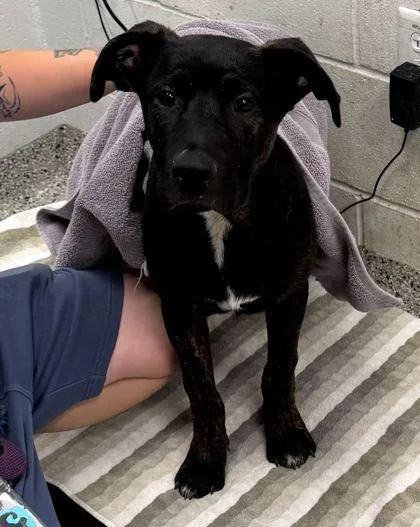A baby medium-sized male Black Mixed Breed dog named Rodeo for adoption in Kansas City, MO