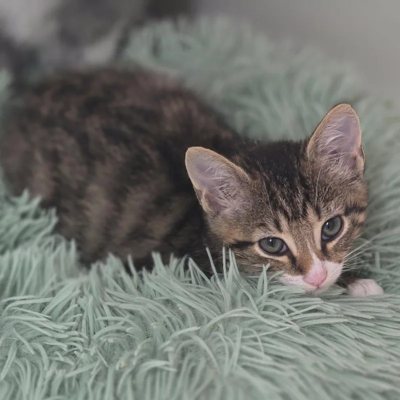 A baby small-sized male Brown / Chocolate Domestic Short Hair cat named Robin for adoption in Elizabeth City, NC