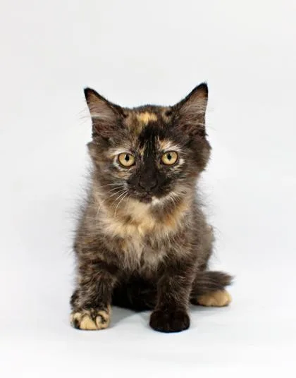 A baby small-sized female Domestic Medium Hair cat named Raven for adoption in Morton Grove, IL