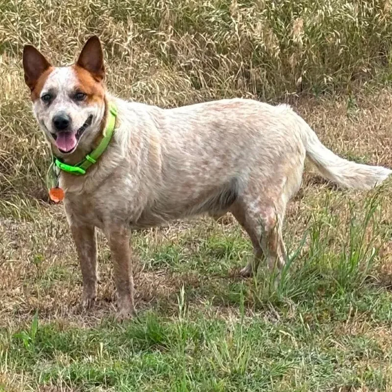 An adult medium-sized male Red / Chestnut / Orange Cattle Dog dog named Fiesty for adoption in Hackett, AR