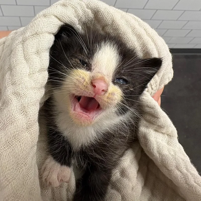 A baby small-sized male Black Domestic Short Hair cat named Giraffe for adoption in Morganton, NC