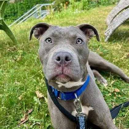 A young medium-sized female Pit Bull Terrier dog named Zuri for adoption in Seattle, WA