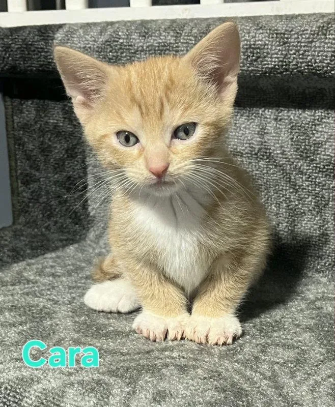 A young medium-sized female Orange / Red Domestic Short Hair cat named Cara for adoption in Delran, NJ