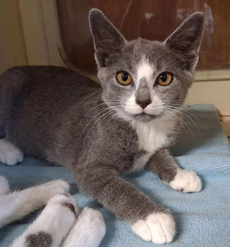 A baby small-sized female Domestic Short Hair cat named Dust Bunny for adoption in Hillsboro, OH