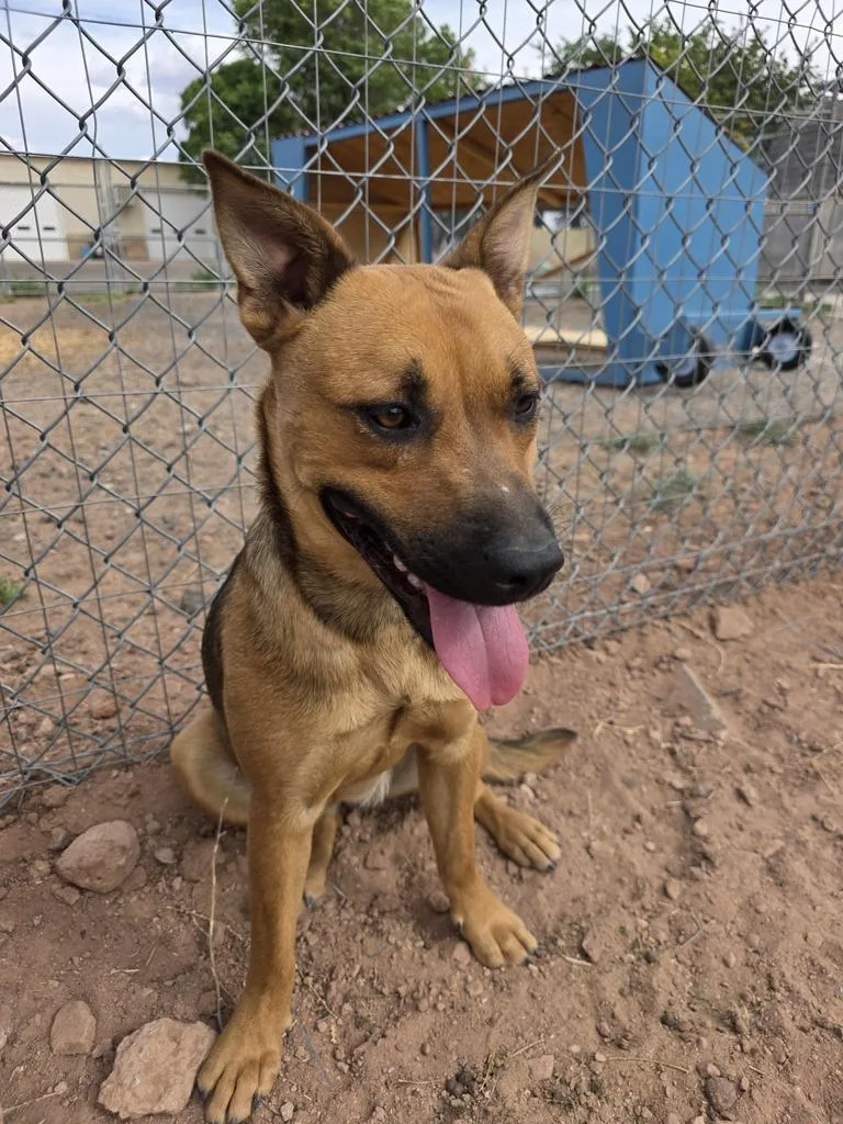 A young medium-sized female Mixed Breed dog named Pepper for adoption in Holbrook, AZ