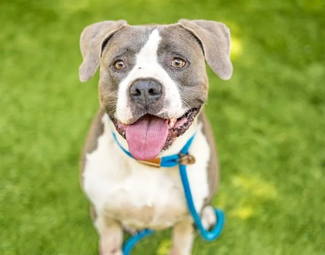 An adult large-sized male Pit Bull Terrier dog named Yukon for adoption in San Jose, CA