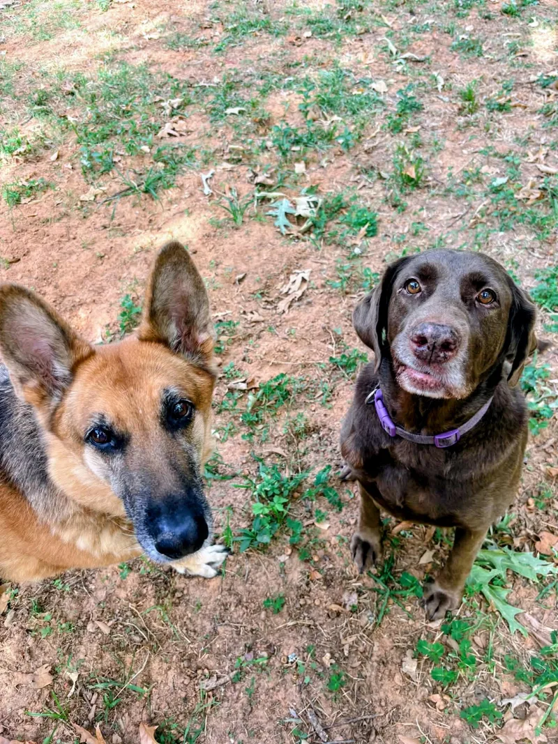 A senior large-sized female Chocolate Labrador Retriever dog named Lillian for adoption in Willington, CT