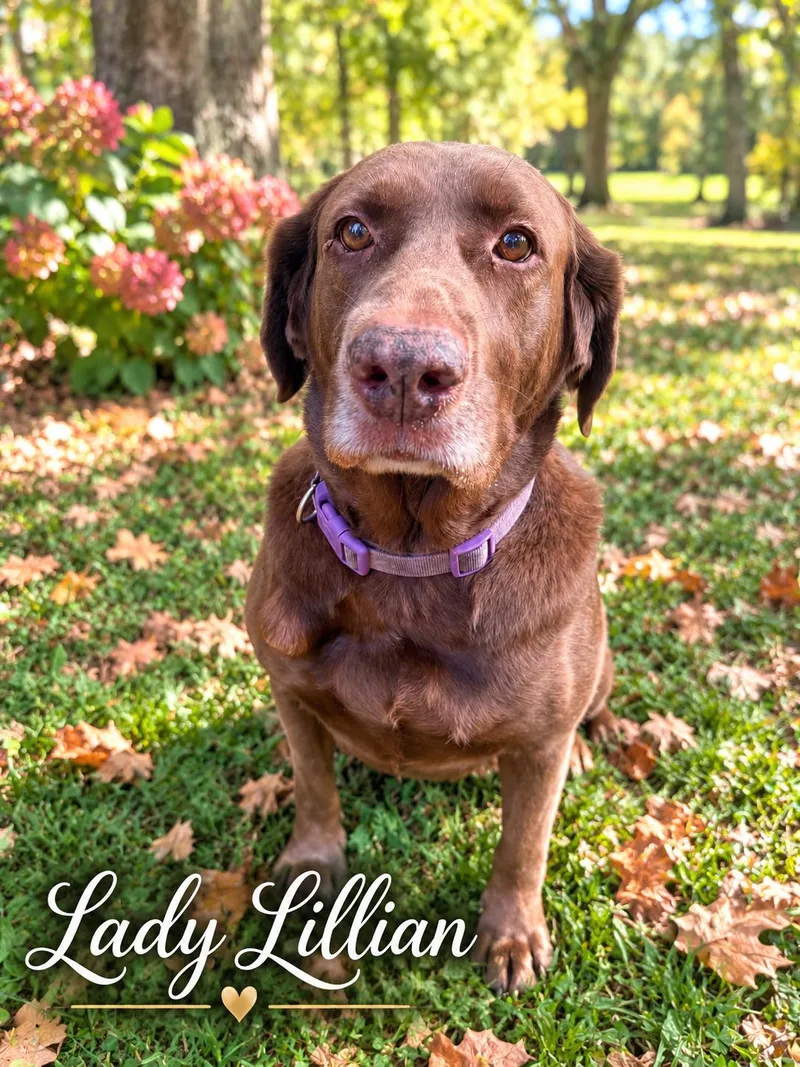 Lillian thumbnail 3