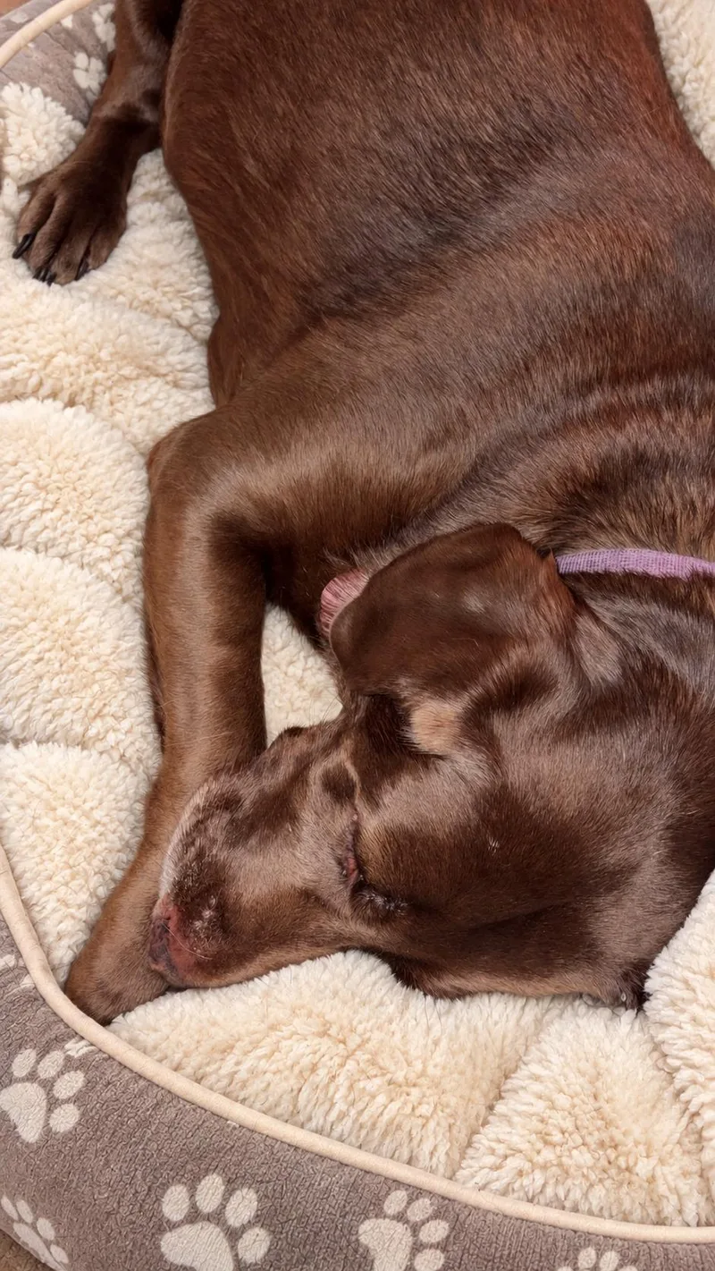 Lillian thumbnail 4