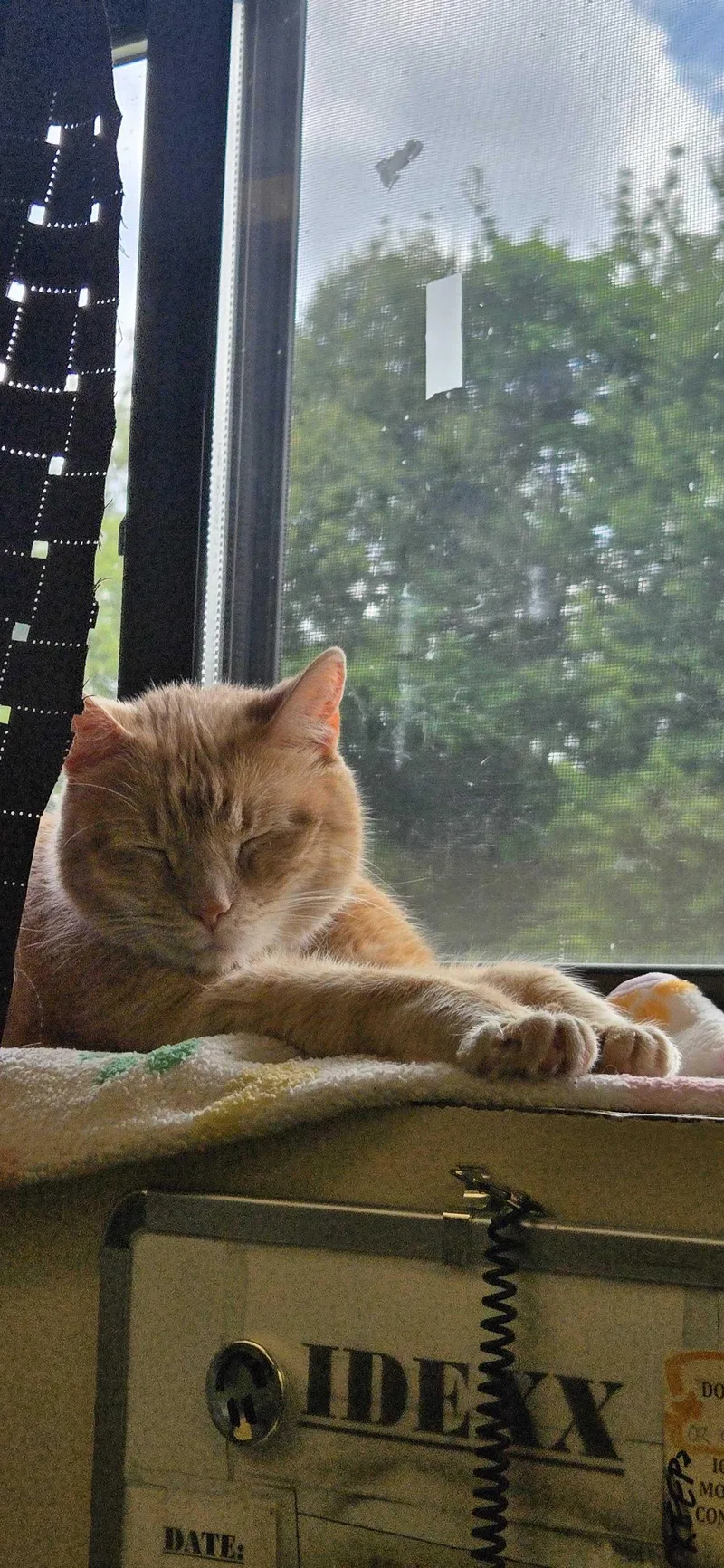 An adult medium-sized male Tabby (Orange / Red) Domestic Short Hair cat named Easten for adoption in Grayslake, IL