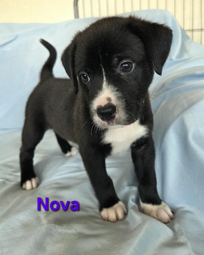 A baby medium-sized female Black Labrador Retriever dog named Nova for adoption in Colorado Springs, CO