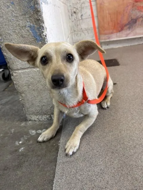 A young small-sized female Chihuahua dog named Peaches N Cream for adoption in San Bernardino, CA