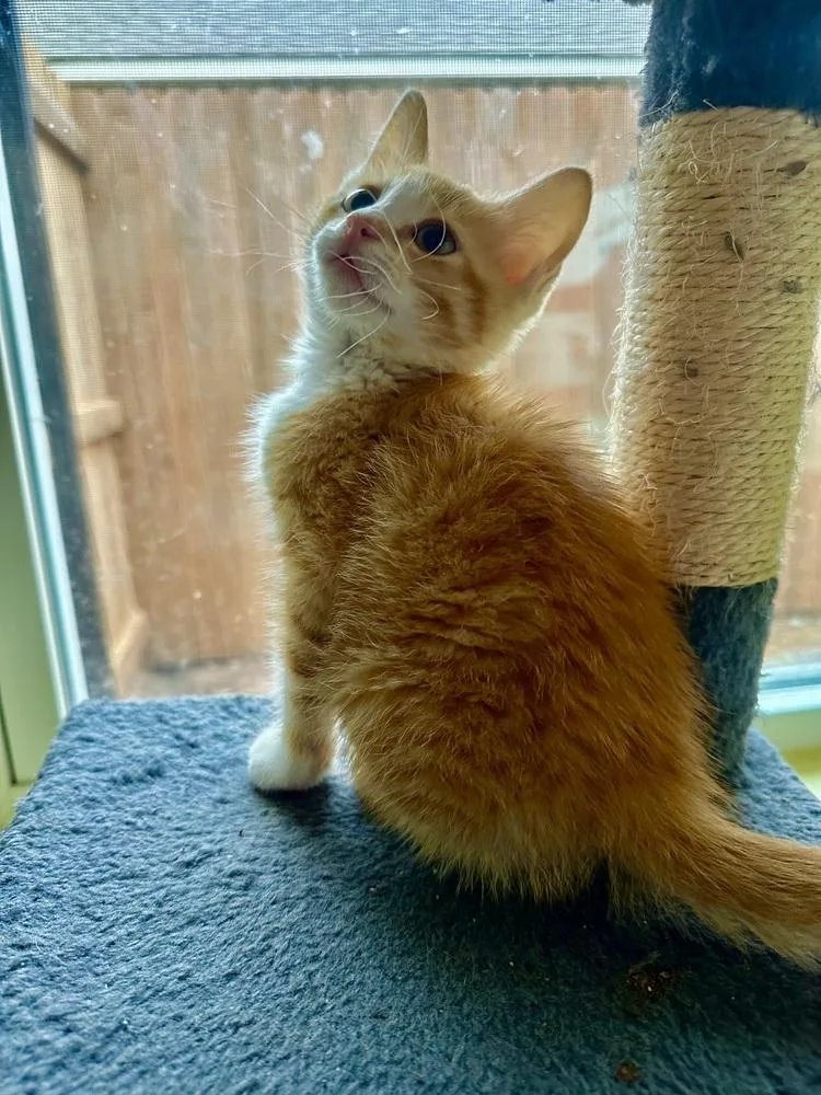 A baby small-sized male Orange & White Domestic Short Hair cat named Orange Julius for adoption in Shawnee, OK