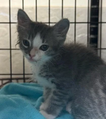 A baby small-sized male Domestic Short Hair cat named Ikat for adoption in Honolulu, HI