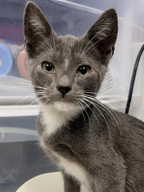 A baby small-sized male Domestic Short Hair cat named Spoon for adoption in Santa Cruz, CA