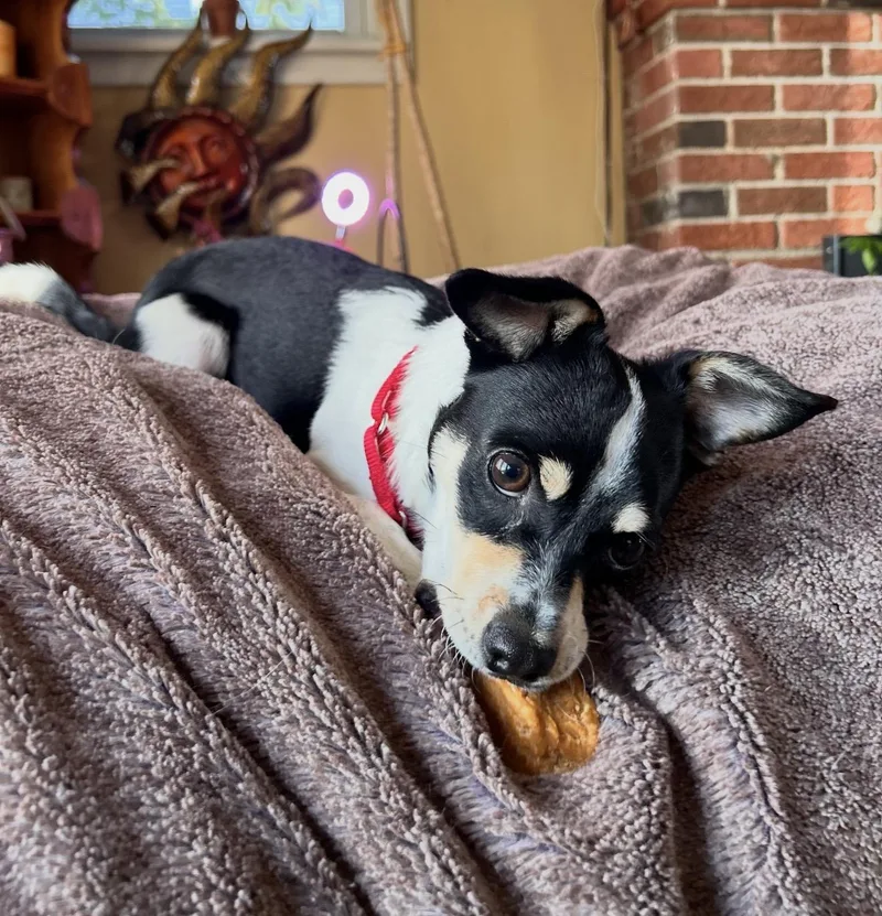 A baby small-sized male Rat Terrier dog named Jack for adoption in Pelham, NH