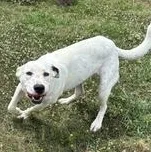 A young medium-sized female White / Cream Labrador Retriever dog named Cupcake for adoption in Liverpool, TX