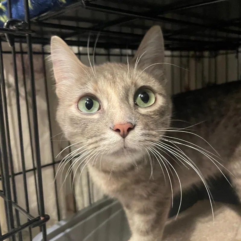 An adult medium-sized female Gray / Blue / Silver Domestic Short Hair cat named Whoopi for adoption in Chicago, IL
