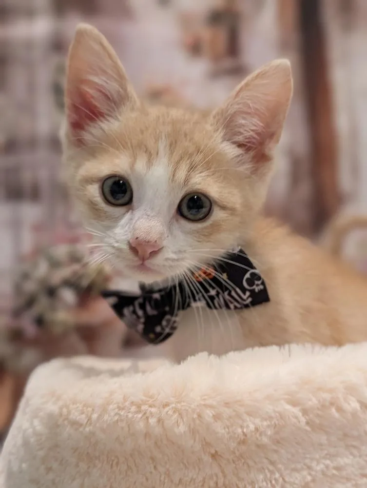 A baby small-sized male Orange & White Domestic Short Hair cat named Reeses for adoption in Fremont, CA