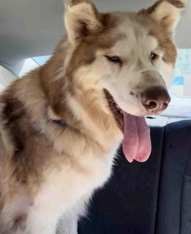 An adult extra large-sized male Alaskan Malamute dog named Freddie for adoption in Walnut Creek, CA