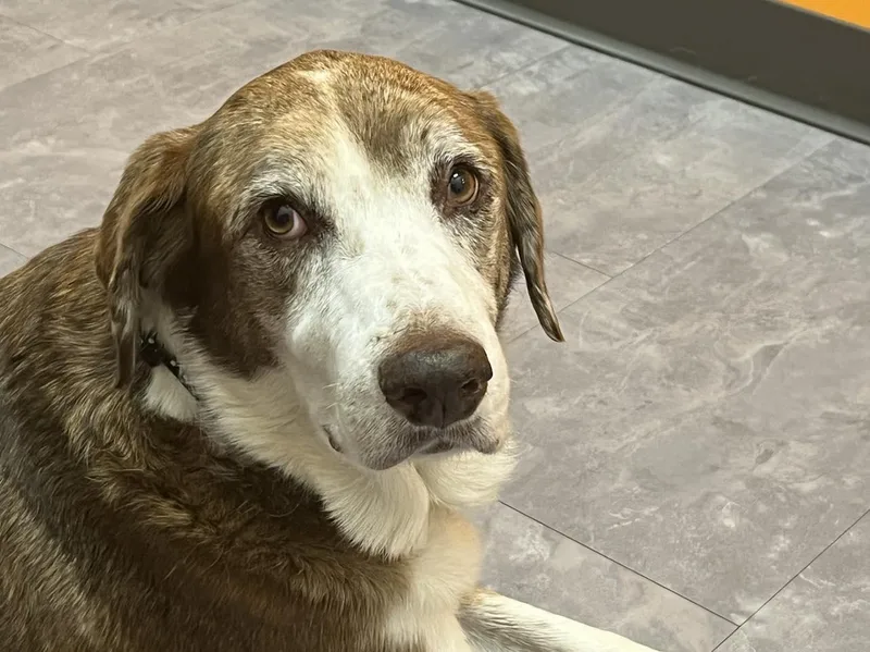 A senior medium-sized female Labrador Retriever dog named Maggie Pearl Hospice for adoption in Holly Springs, NC