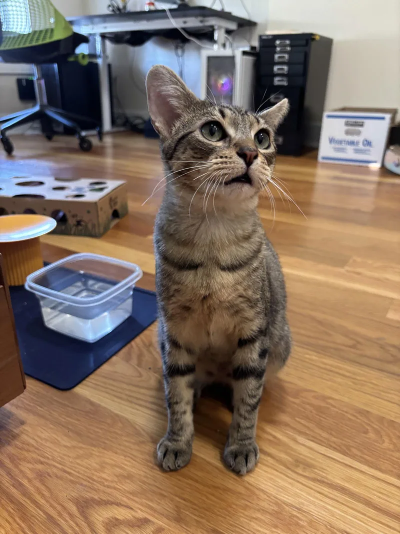 A young medium-sized female Domestic Short Hair cat named Tamagotchi for adoption in Brooklyn, NY