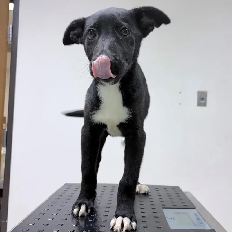 Ellie