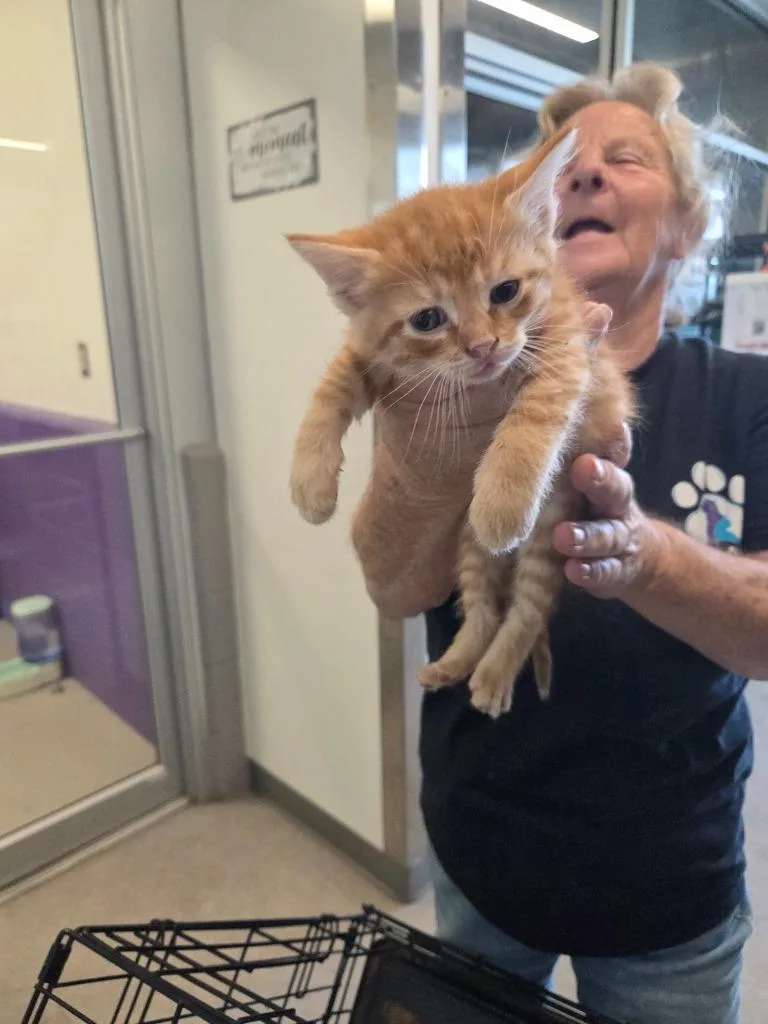 A baby small-sized male Domestic Short Hair cat named Cole for adoption in Bossier City, LA