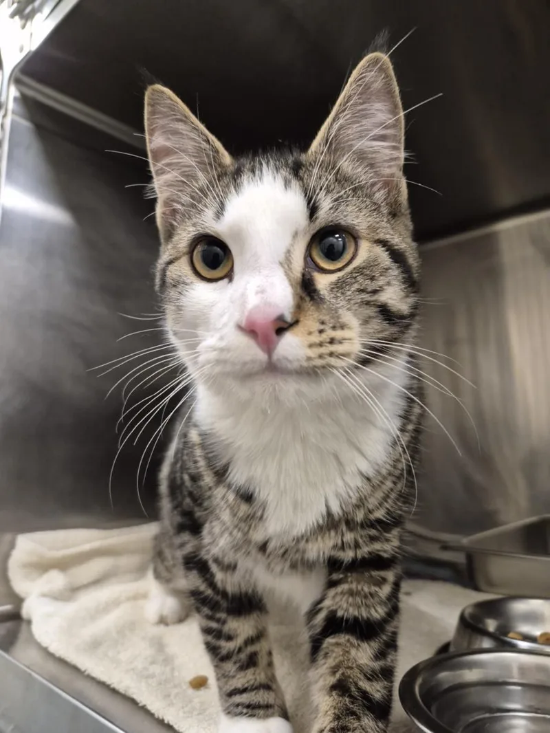 A young small-sized male Domestic Short Hair cat named Maximus for adoption in Hagerstown, MD